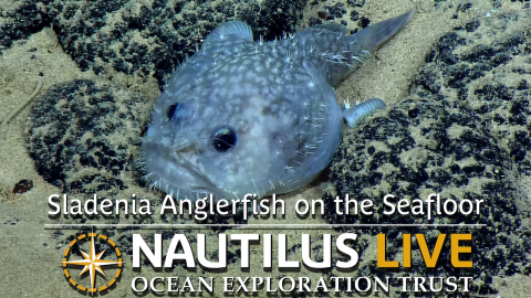  Grumpy Sladenia Anglerfish on the Seafloor