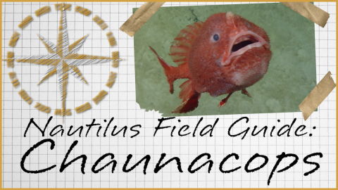 Nautilus Field Guide: Chaunacops Anglerfish 