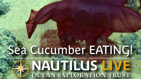 Headless Chicken Monster Sea Cucumber EATING on Seafloor! 