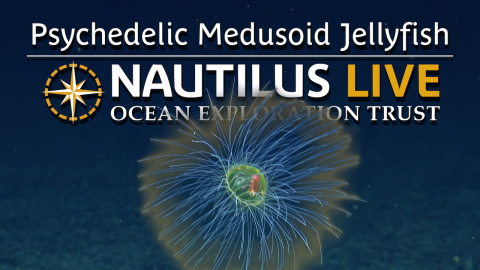 Psychedelic Medusoid Jellyfish in the Deep Sea 