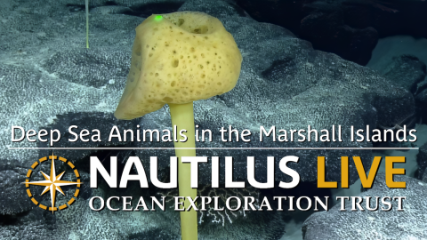 Title card for video showing a bright yellow stalked sponge and the text Deep Sea animals in the Marshall islands above the Nautilus Live logo