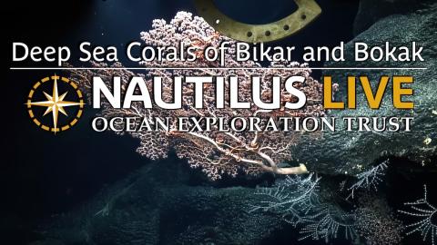 Cliffside Corals in Marshall Islands Deep Sea 