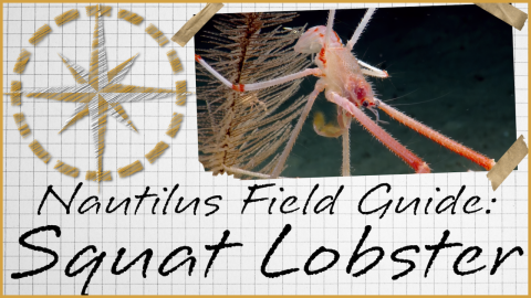 Nautilus Field Guide: Squat Lobster 