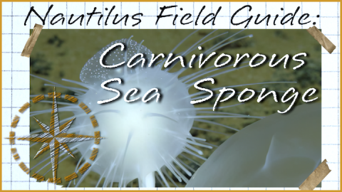 Nautilus Field Guide: Cladorhizidae Carnivorous Sponges 