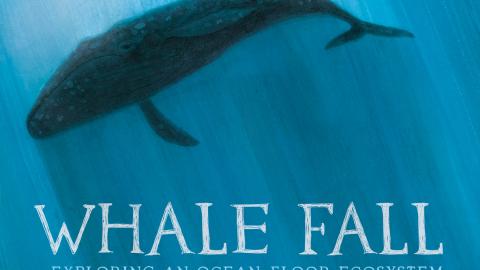 Whale Fall by Melissa Stewart book cover