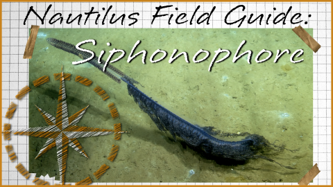 Nautilus Field Guide: Siphonophores
