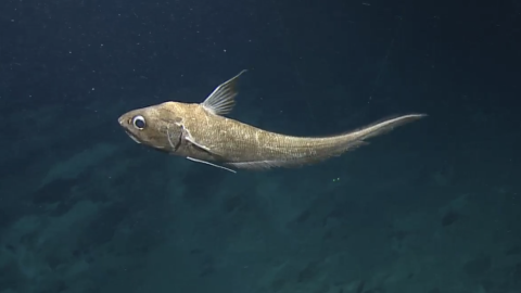 Rat tail fish for Proteins under pressure lesson 
