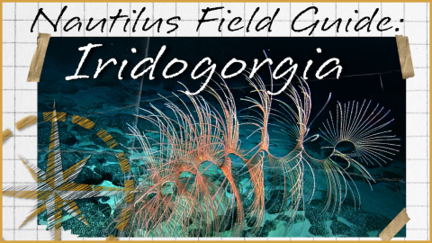 Nautilus Field Guide: Iridogorgia Firework Corals