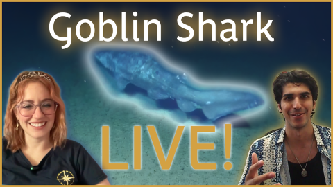 Goblin Shark Spotted in Surprising Habitat: Update from an Expert 