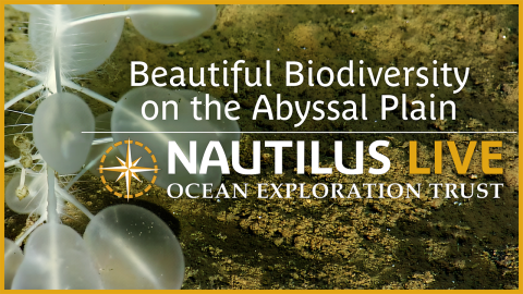 Bummer Balloon and Abyssal Plain Biodiversity in the Marianas 