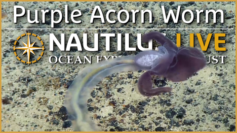 Rare Purple Acorn Worms in the Deep-Sea of the Marianas! 