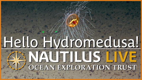 Hello Hydromedusa thumbnail with OET logo