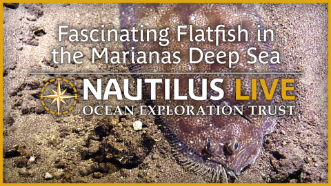 Fascinating Flatfish in the Mariana Deep-Sea
