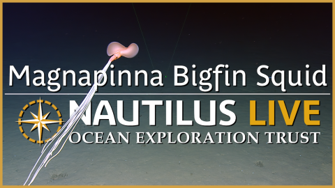 Magnificent Magnapinna in the Marianas 