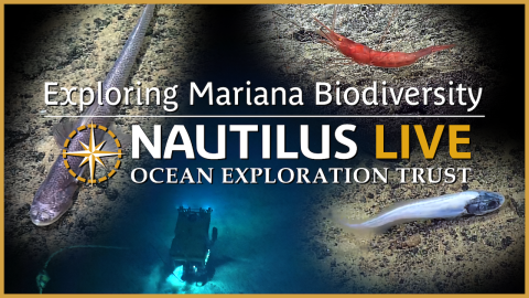  Deep-Sea Critters of the Mariana Seamounts