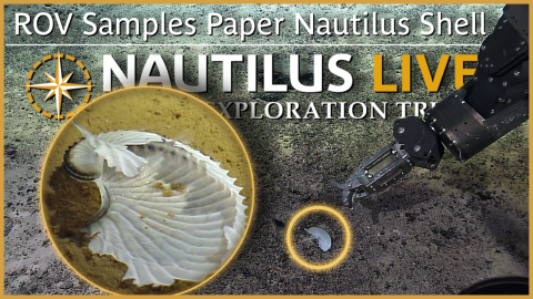 ROV Attempts Sample of Paper Nautilus Shell