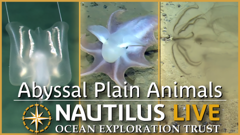 Abyssal Plain Animals Meet ROV Little Hercules