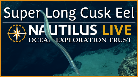 Slinky Cusk Eel in the Deep-Sea of the Marianas