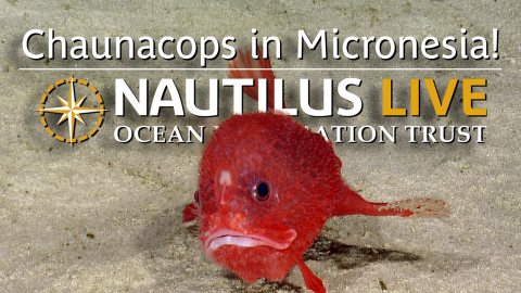 DOUBLE the Chaunacops in Micronesia!