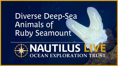 Biodiversity of Ruby Seamount in the Marianas 