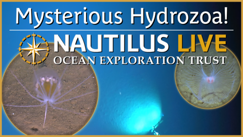 Mysterious Hydrozoa of the Mariana Abyssal Plain 