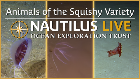  Abyssal Plain Animals of the Squishy Variety