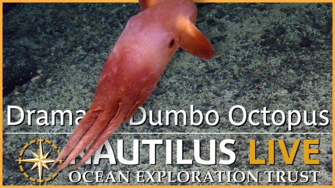 Micronesian Dumbo Octopus Shows Off for the Camera 