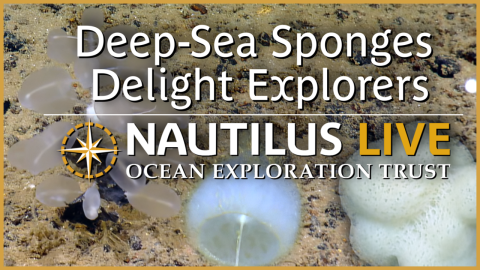 Deep-Sea Sponges Delight Ocean Explorers in Micronesia