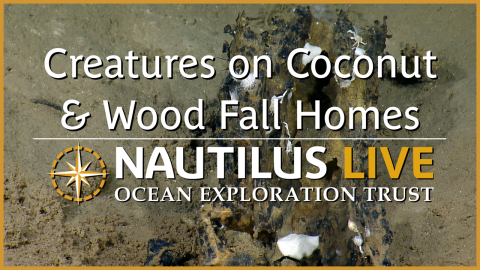 Creatures Move In on Coconut & Wood Seafloor Homes 