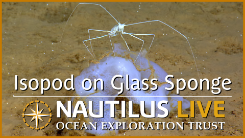 Abyssal Plain Symbiosis: Isopods on Glass Sponges 