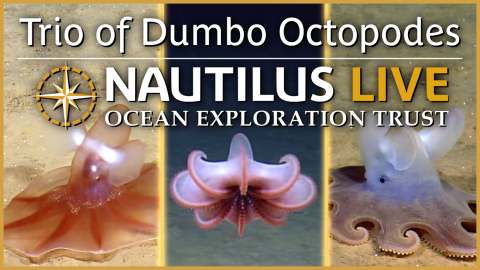 THREE Dumbo Octopuses on One Deep-Sea Dive!