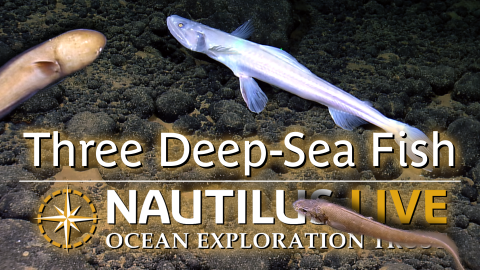 Trio of Deep-Sea Fish in the Western Pacific 