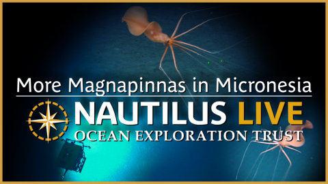 TWO Bigfin Squid Sightings in Micronesia?! 