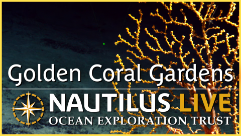 Colorful Coral Gardens of Micronesia 