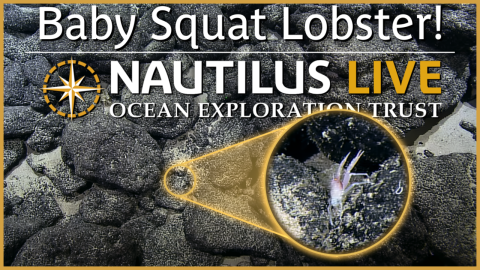 Baby Squat Lobsters of Wake Atoll 
