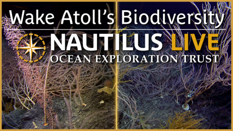 Coral Garden Biodiversity near Wake Atoll 
