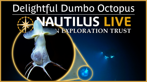  Delightful Dumbo Octopus in the Deep-Sea 