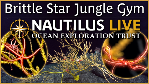 Bright Coral Brittle Star Jungle Gym