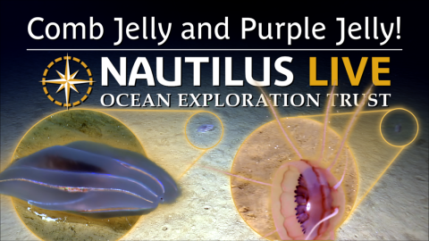 Soft and Shiny Jellies Comb the Abyssal Plain 