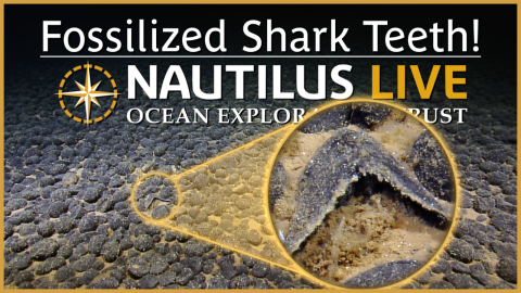 Fossilized Shark Teeth Near Wake Atoll 