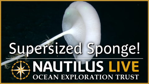 Towering Caulophacus Stalked Sponge