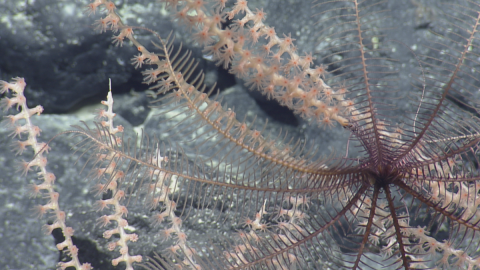Ocean Exploration Trust Launches Expedition to Explore Deep-Sea Habitats Around the Hawaiian Islands
