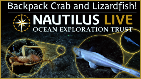 Fashionista Backpack Crab & Unbothered Lizardfish 