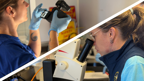 Getting a Clearer Picture of Deep Sea Samples