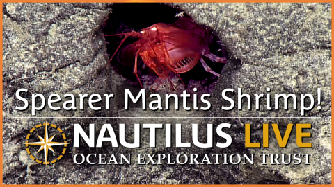 Spearer Mantis Shrimp | Nautilus Live