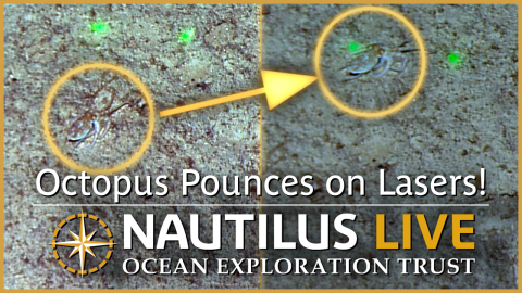  Octopus Pounces on Lasers in Papahānaumokuākea