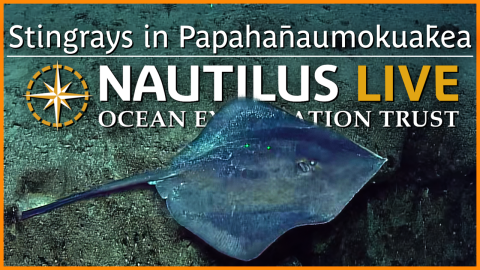  Deepwater Stingrays in Papahānaumokuākea