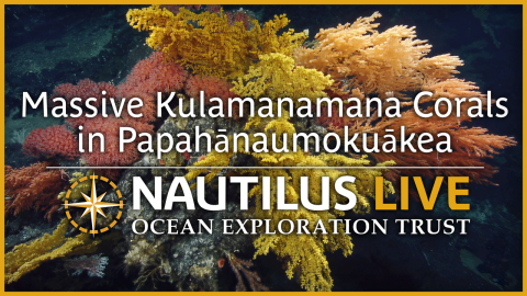 Hawaiian Sunset Corals in Papahānaumokuākea 