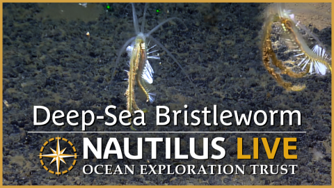 bristleworm deep sea