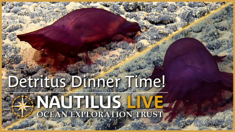 Sea Cucumbers Eat Deep-Sea Sediment